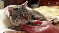 Грижа за болна котка